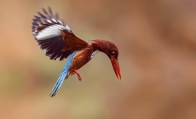 ��Ӱ��· н���ഫ��������ʮ�صķܽ�����