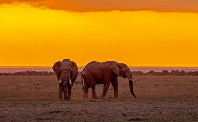 东非草原的大象