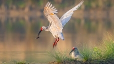 ���q�����