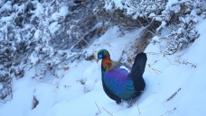 ��β����