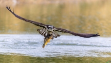 �������