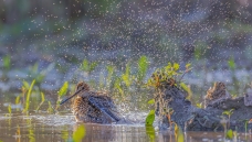 ���岨Ϸ��