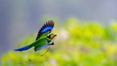 ��β������