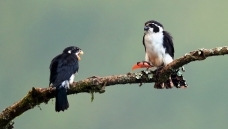 ����С��