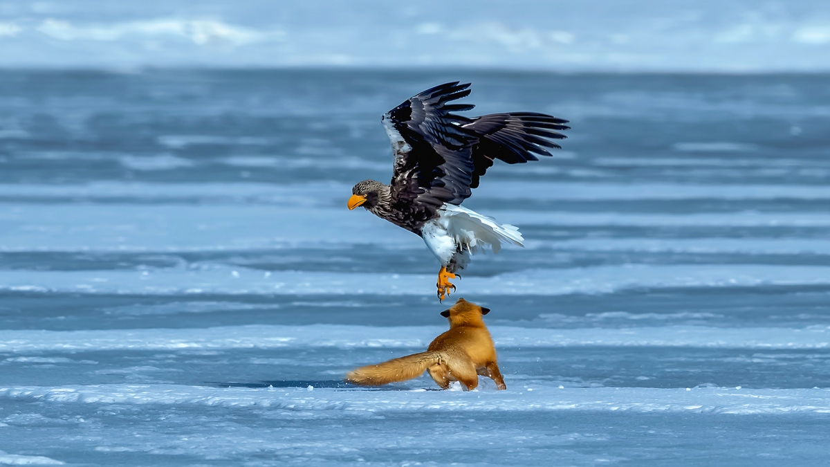 ���������ֵľ��ս���