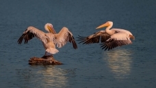 ��ϼ�еİ�����