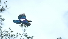 ѩ����β����