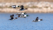 �����ж�