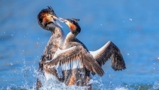 ������ӵ����