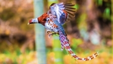 �׾���β��