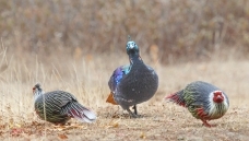 ��ͬ����