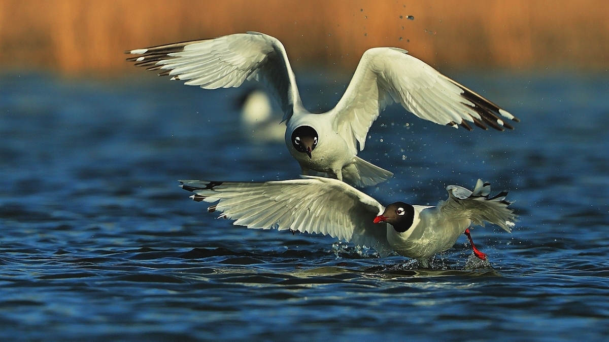 �����Ƕ�����ѽ������ ��Ÿ