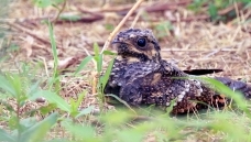 û��������ϲ��