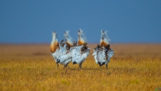 �������ˣ�����