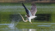 ��˧���׸�����