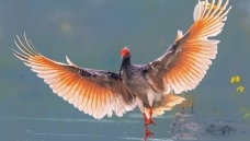 ���q----һ�𾪺��ش�ɫ