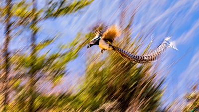 ���ٽ���