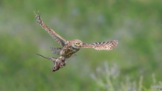 ���Թ�����