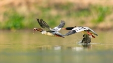 �л���ɳѼ����׷�𣡣���