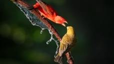 ���Э����