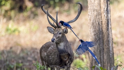 ������ȵ����¹