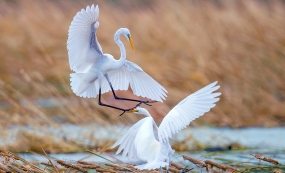 �ﰶ��������Լ