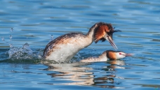 ������Ӳ�Ϲ���