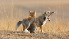 �غ��Ļ���