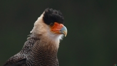 ��ͷ����