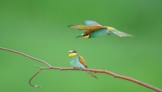 �ƺ��仢.�������