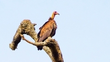 ����أ��