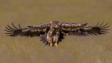 ��ը����ӭ������Ĳ�ԭ��