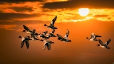 ��ӳ�ϼ�� Ѽ��Զ��ȥ