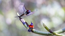 ����̫����