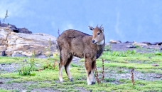 ϲ�����Ű���