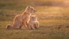 �¶�����