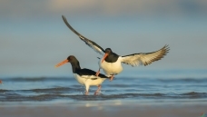 ����˫��