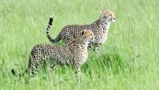 Ŀ��ǰ��------