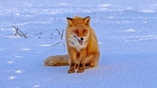 ѩ���ϵĳ��