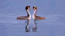 ������ӡ��һ������