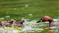 С�G�f�������ιʳ��˲��