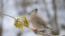 ��ԭ����