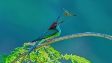 ֦��Ϸ��
