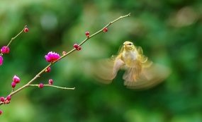 ���������١����壺�õ��ٿ���ڹ�ͷ����ʫ