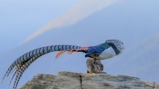 �ػ�