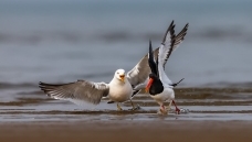 ׷��������βŸ������