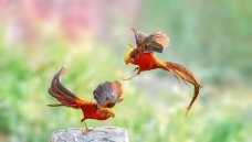 �츹����