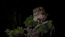 ��ҹ����