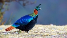 ���������ࡷ