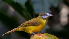 �Ƹ�����